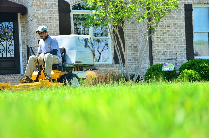landscaper cutting grass